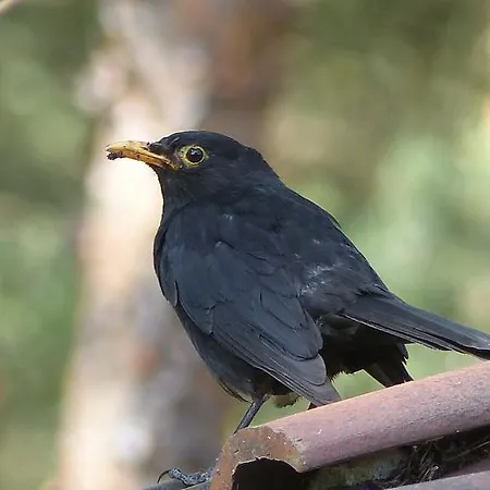 Amselgarten * Lübben