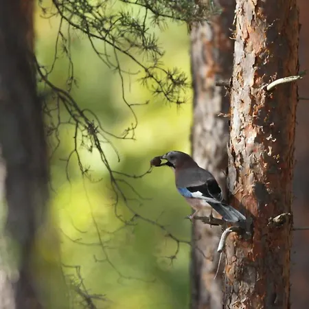 Amselgarten Lägenhet Lübben