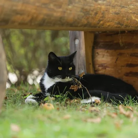 Lägenhet Amselgarten