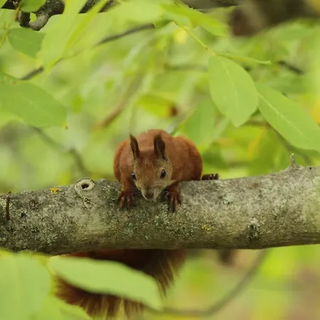 Διαμέρισμα Amselgarten