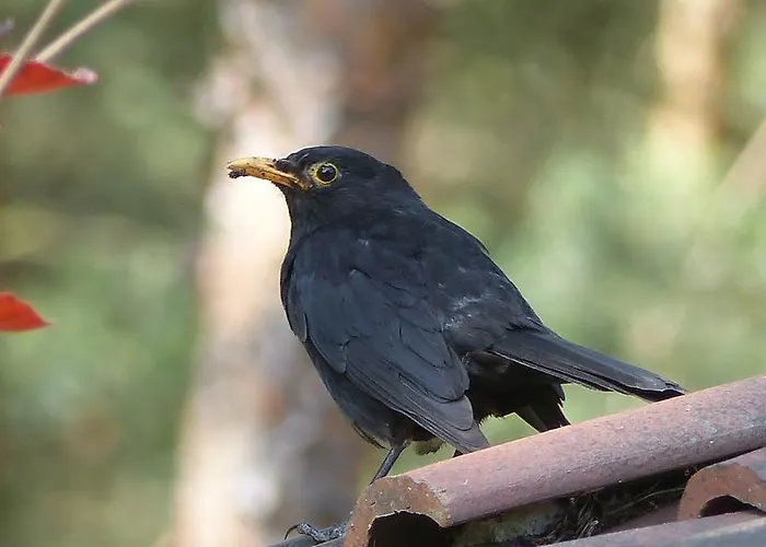 Amselgarten * Lübben