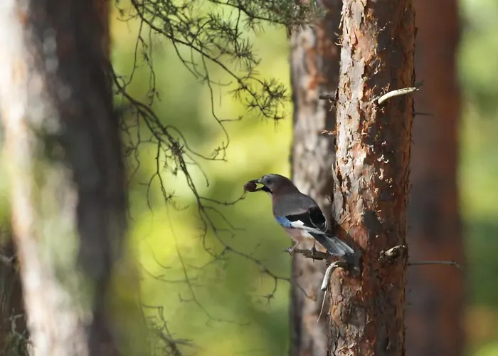 Amselgarten Apartamento Lübben